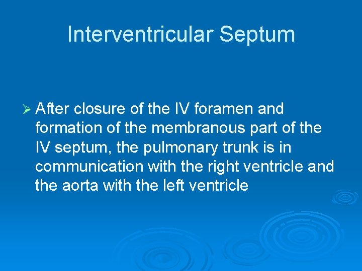 Interventricular Septum Ø After closure of the IV foramen and formation of the membranous