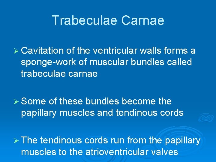 Trabeculae Carnae Ø Cavitation of the ventricular walls forms a sponge-work of muscular bundles