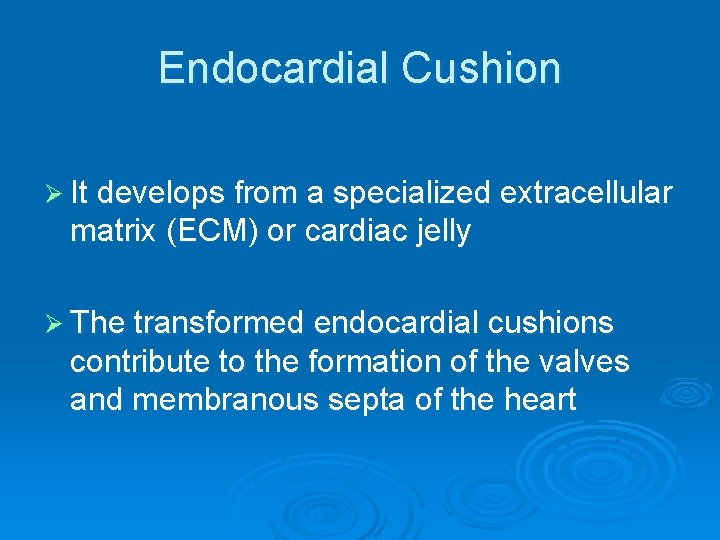 Endocardial Cushion Ø It develops from a specialized extracellular matrix (ECM) or cardiac jelly