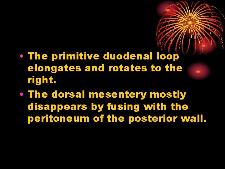  • The primitive duodenal loop elongates and rotates to the right. • The