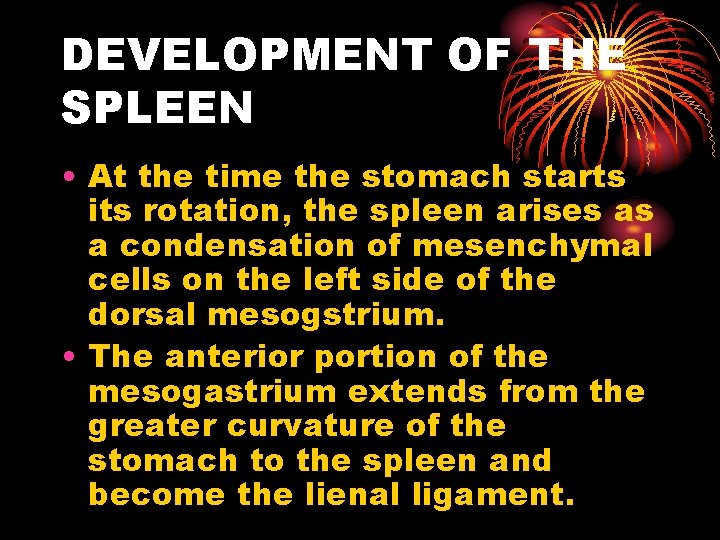 DEVELOPMENT OF THE SPLEEN • At the time the stomach starts its rotation, the