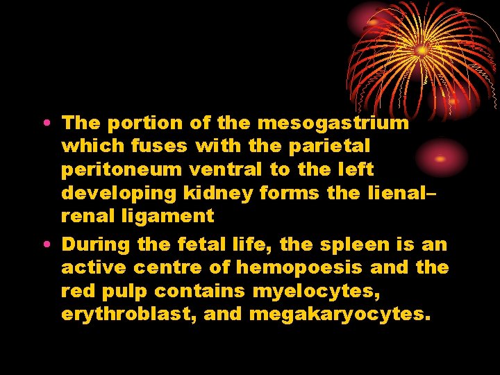  • The portion of the mesogastrium which fuses with the parietal peritoneum ventral