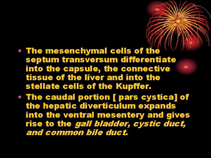  • The mesenchymal cells of the septum transversum differentiate into the capsule, the