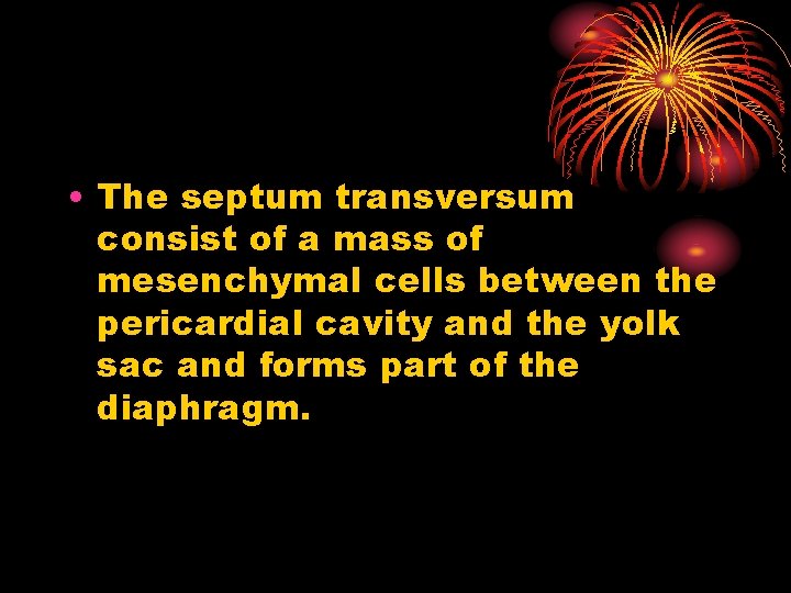  • The septum transversum consist of a mass of mesenchymal cells between the