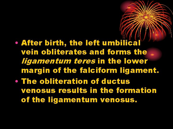  • After birth, the left umbilical vein obliterates and forms the ligamentum teres