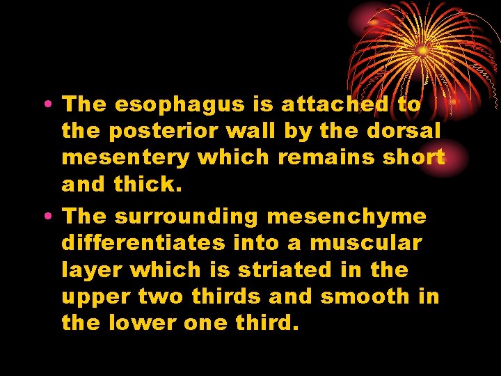  • The esophagus is attached to the posterior wall by the dorsal mesentery