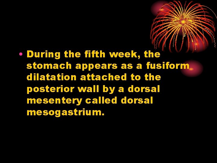  • During the fifth week, the stomach appears as a fusiform dilatation attached