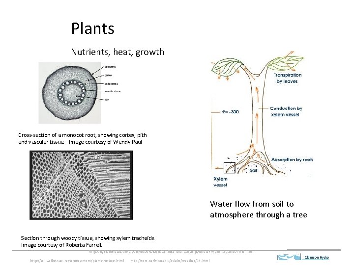 Plants Nutrients, heat, growth Cross-section of a monocot root, showing cortex, pith and vascular