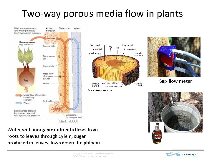 Two-way porous media flow in plants Sap flow meter [Kent, 2000] Water with inorganic