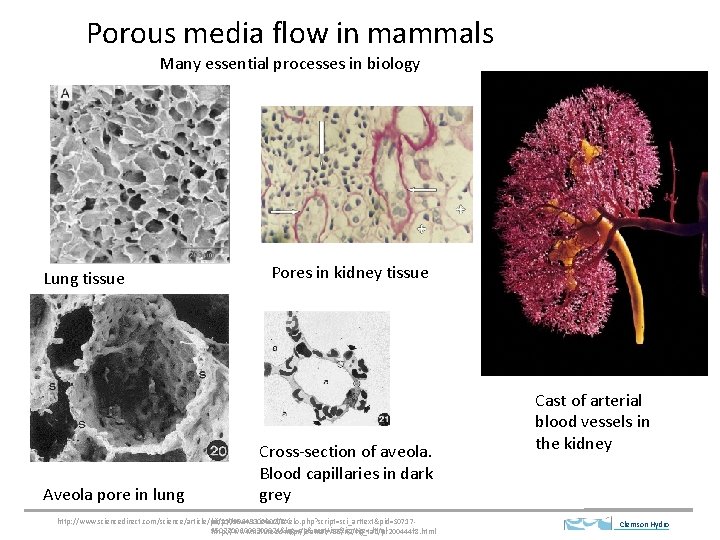 Porous media flow in mammals Many essential processes in biology Lung tissue Aveola pore