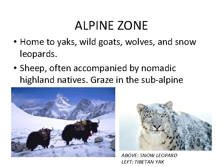 ALPINE ZONE • Home to yaks, wild goats, wolves, and snow leopards. • Sheep,