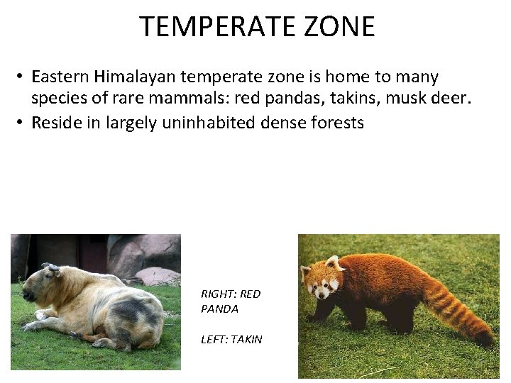 TEMPERATE ZONE • Eastern Himalayan temperate zone is home to many species of rare