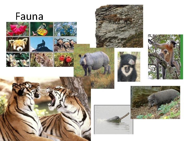 Fauna 