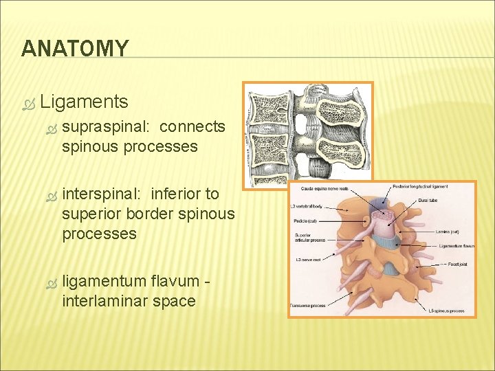 ANATOMY Ligaments supraspinal: connects spinous processes interspinal: inferior to superior border spinous processes ligamentum