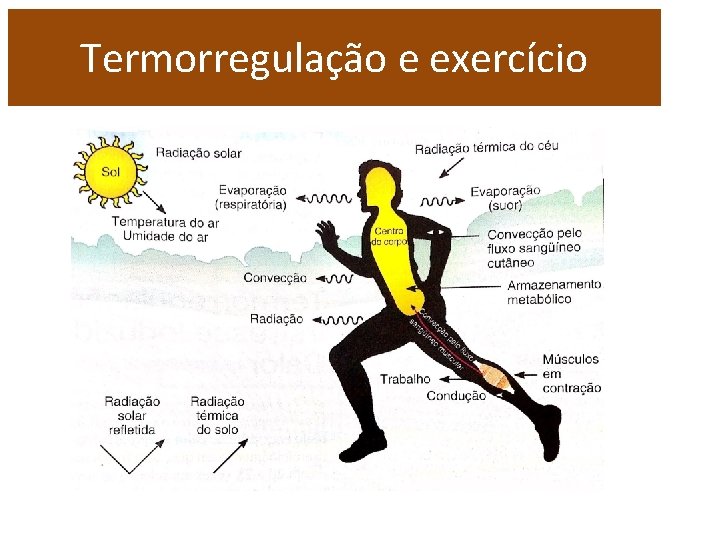 Termorregulação e exercício 