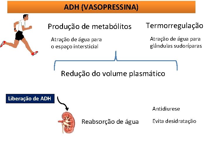 ADH (VASOPRESSINA) Produção de metabólitos Atração de água para o espaço intersticial Termorregulação Atração