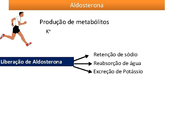 Aldosterona Produção de metabólitos K+ Liberação de Aldosterona Retenção de sódio Reabsorção de água