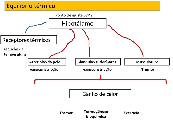 Equilíbrio térmico Ponto de ajuste 37º c Hipotálamo Receptores térmicos redução da temperatura Arteríolas