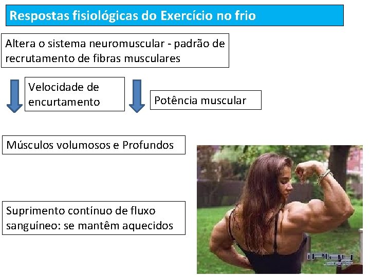 Respostas fisiológicas do Exercício no frio Altera o sistema neuromuscular - padrão de recrutamento