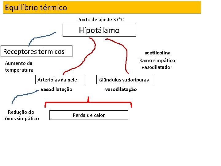 Equilíbrio térmico Ponto de ajuste 37°C Hipotálamo Receptores térmicos acetilcolina Ramo simpático vasodilatador Aumento