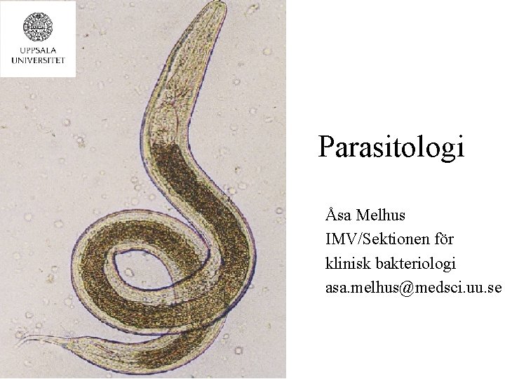 Parasitologi Åsa Melhus IMV/Sektionen för klinisk bakteriologi asa. melhus@medsci. uu. se 