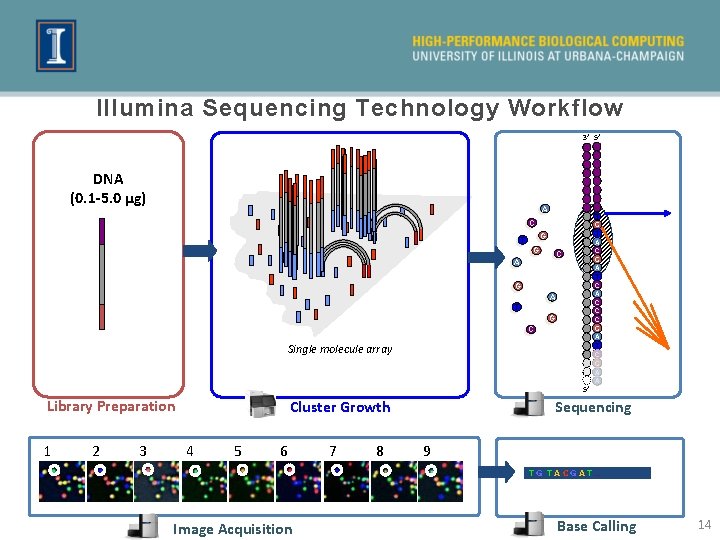 Illumina Sequencing Technology Workflow 3’ 5’ DNA (0. 1 -5. 0 μg) A T