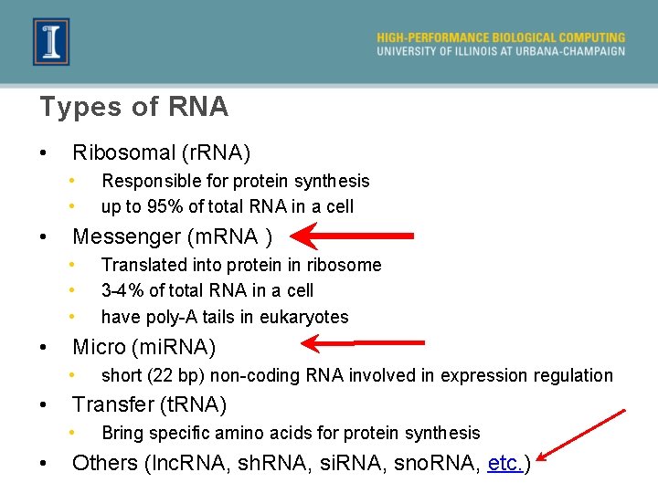 Types of RNA • Ribosomal (r. RNA) • • • Messenger (m. RNA )