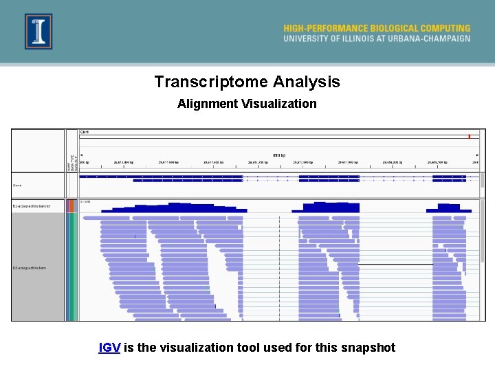 Transcriptome Analysis Alignment Visualization IGV is the visualization tool used for this snapshot 