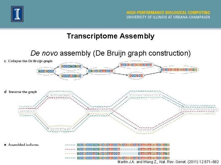 Transcriptome Assembly De novo assembly (De Bruijn graph construction) Martin J. A. and Wang