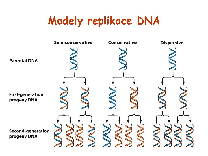Modely replikace DNA 