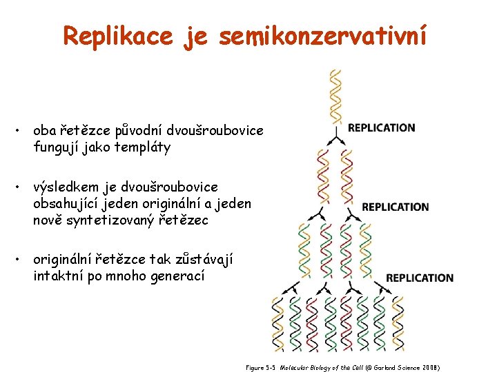 Replikace je semikonzervativní • oba řetězce původní dvoušroubovice fungují jako templáty • výsledkem je