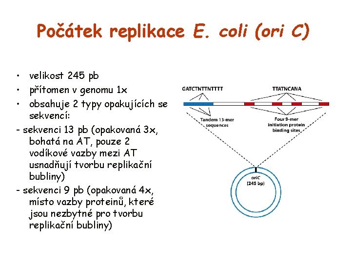 Počátek replikace E. coli (ori C) • velikost 245 pb • přítomen v genomu