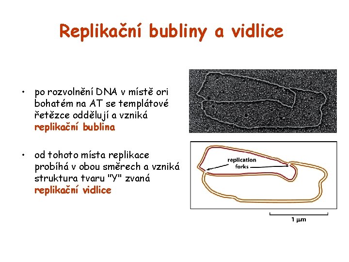 Replikační bubliny a vidlice • po rozvolnění DNA v místě ori bohatém na AT