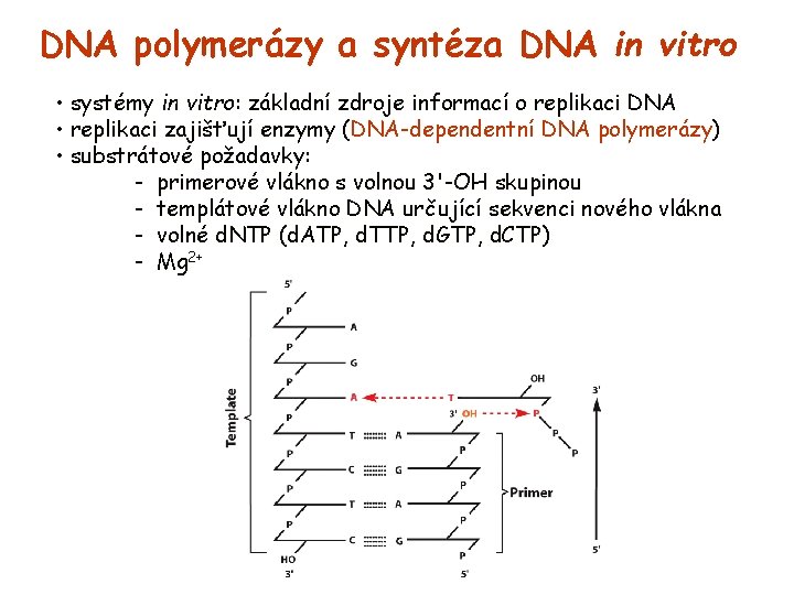 DNA polymerázy a syntéza DNA in vitro • systémy in vitro: základní zdroje informací