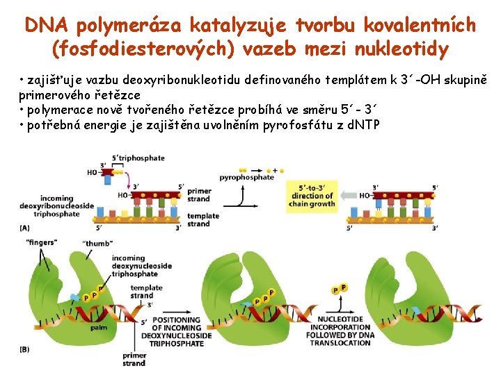 DNA polymeráza katalyzuje tvorbu kovalentních (fosfodiesterových) vazeb mezi nukleotidy • zajišťuje vazbu deoxyribonukleotidu definovaného