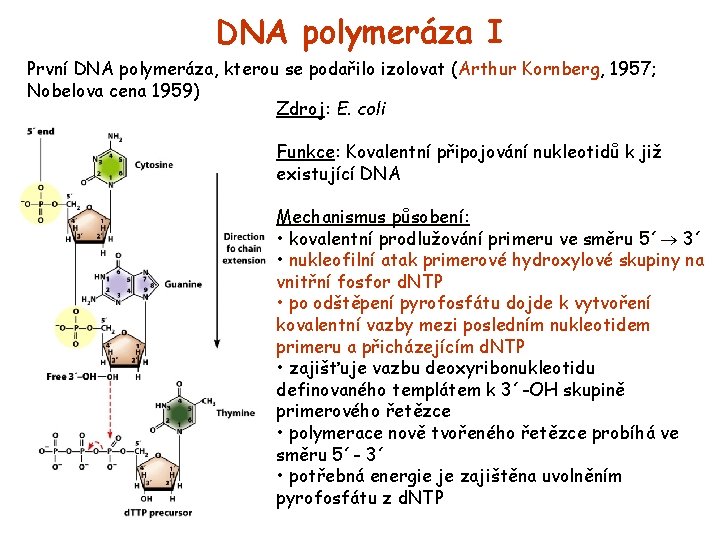 DNA polymeráza I První DNA polymeráza, kterou se podařilo izolovat (Arthur Kornberg, 1957; Nobelova