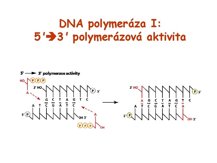 DNA polymeráza I: 5' 3' polymerázová aktivita 