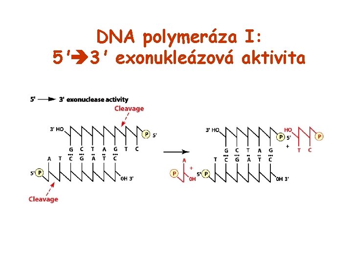 DNA polymeráza I: 5' 3' exonukleázová aktivita 