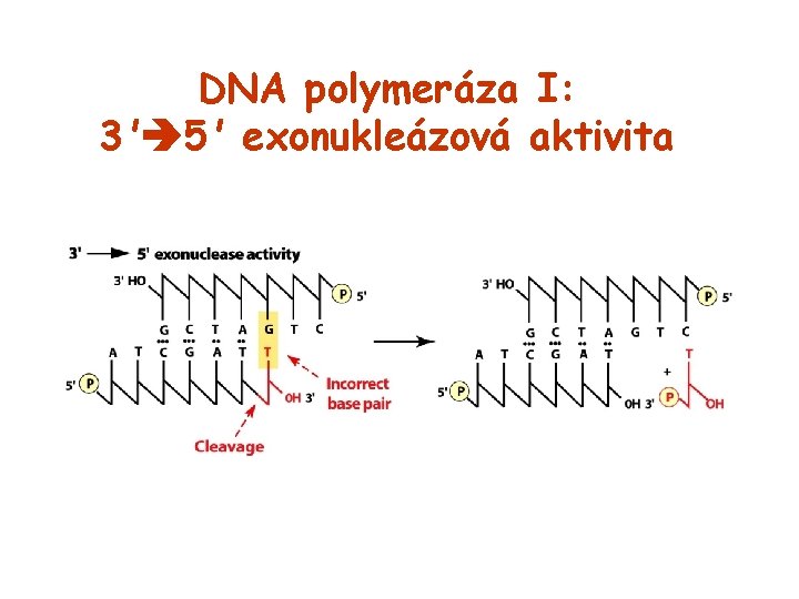 DNA polymeráza I: 3' 5' exonukleázová aktivita 