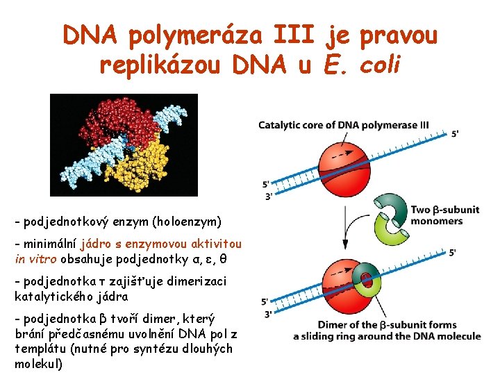 DNA polymeráza III je pravou replikázou DNA u E. coli - podjednotkový enzym (holoenzym)