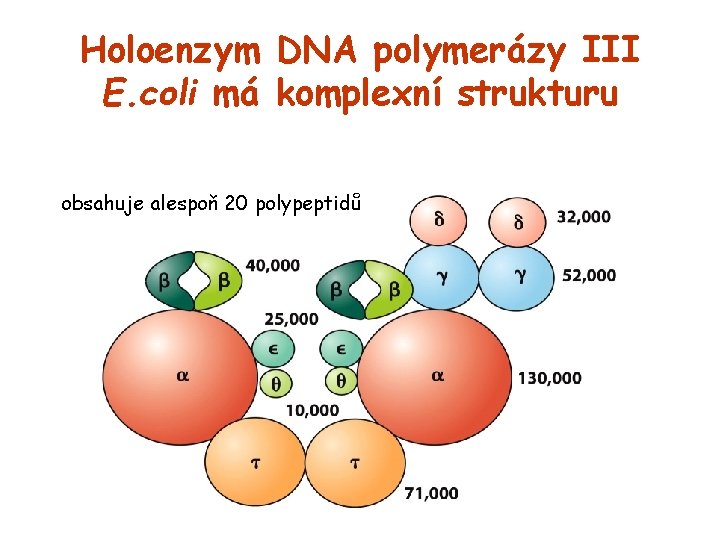 Holoenzym DNA polymerázy III E. coli má komplexní strukturu obsahuje alespoň 20 polypeptidů 