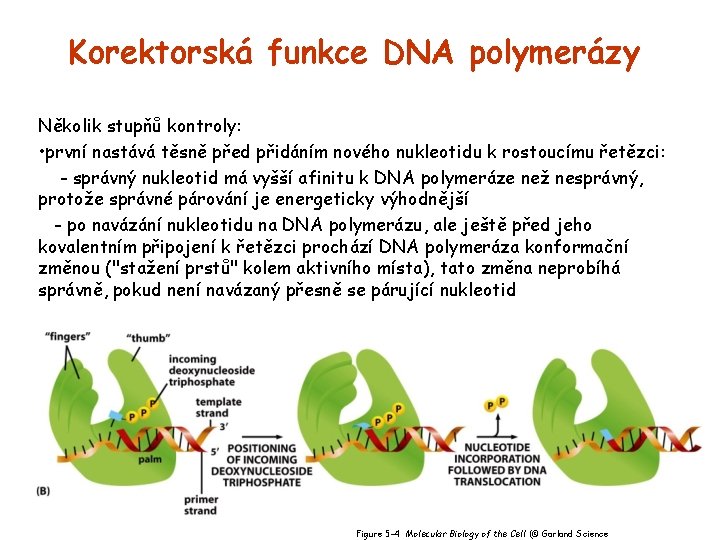 Korektorská funkce DNA polymerázy Několik stupňů kontroly: • první nastává těsně před přidáním nového