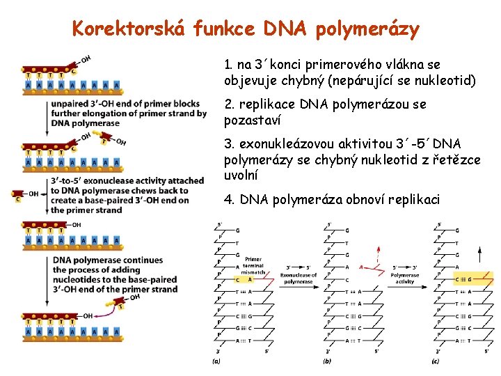 Korektorská funkce DNA polymerázy 1. na 3´konci primerového vlákna se objevuje chybný (nepárující se