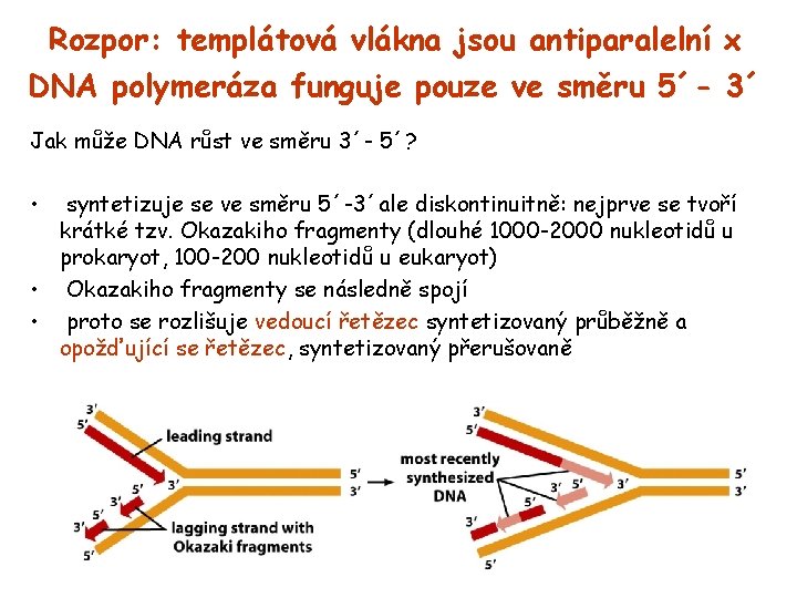 Rozpor: templátová vlákna jsou antiparalelní x DNA polymeráza funguje pouze ve směru 5´- 3´