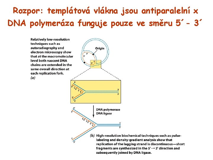 Rozpor: templátová vlákna jsou antiparalelní x DNA polymeráza funguje pouze ve směru 5´- 3´