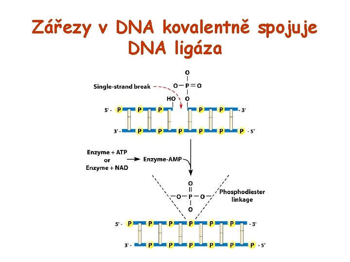 Zářezy v DNA kovalentně spojuje DNA ligáza 