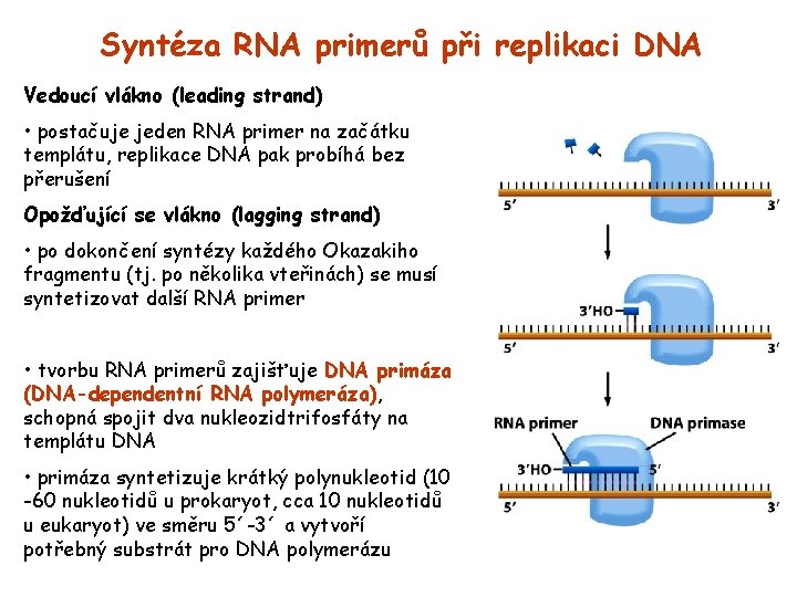 Syntéza RNA primerů při replikaci DNA Vedoucí vlákno (leading strand) • postačuje jeden RNA