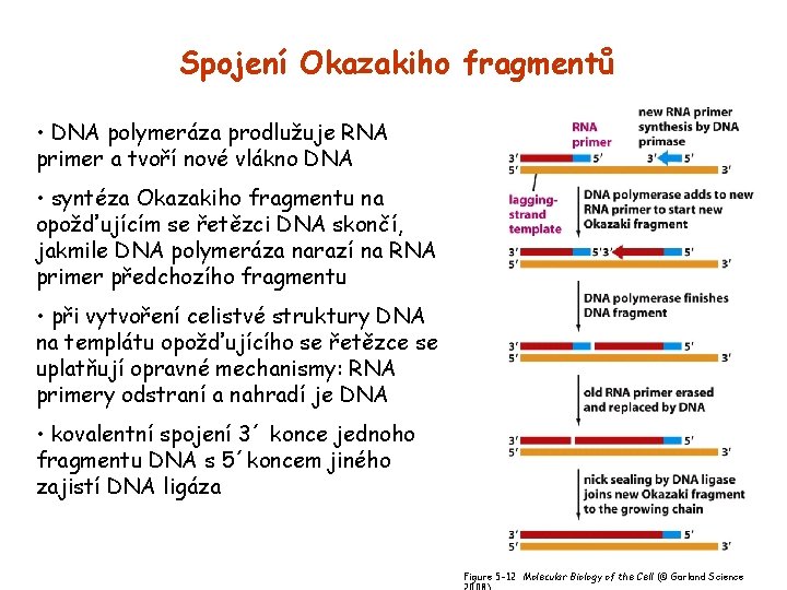 Spojení Okazakiho fragmentů • DNA polymeráza prodlužuje RNA primer a tvoří nové vlákno DNA