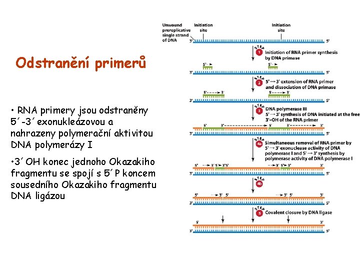 Odstranění primerů • RNA primery jsou odstraněny 5´-3´exonukleázovou a nahrazeny polymerační aktivitou DNA polymerázy