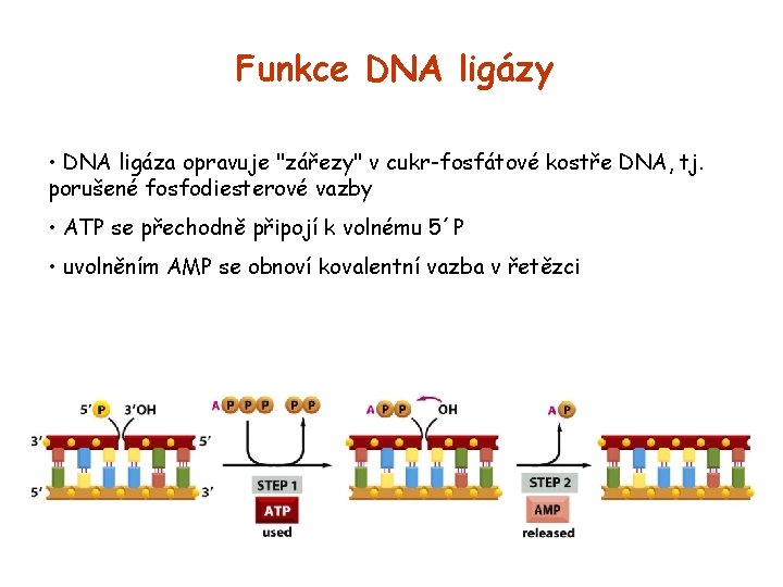 Funkce DNA ligázy • DNA ligáza opravuje "zářezy" v cukr-fosfátové kostře DNA, tj. porušené